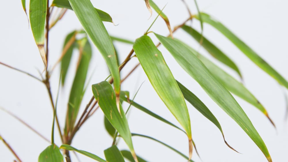 Complete guide to umbrella bamboo care | Patch Plants